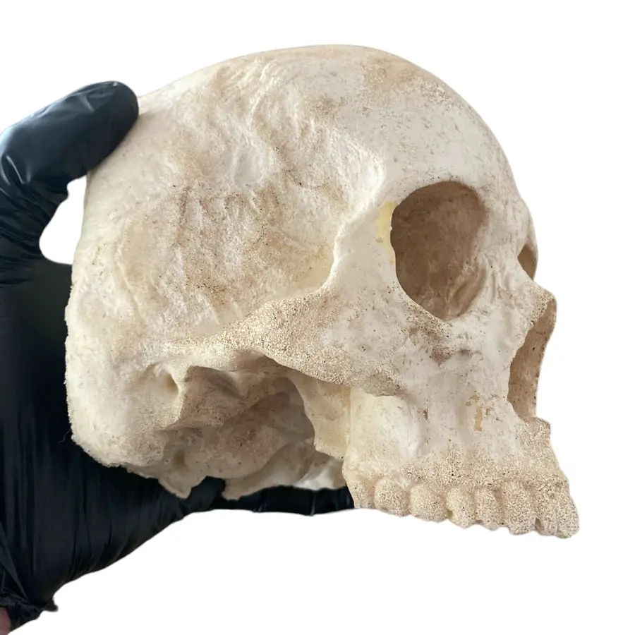 Flat Back Skull No Mandible