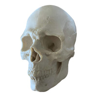 Full Scale Skull Mold Silicone – Pacific Mold Design