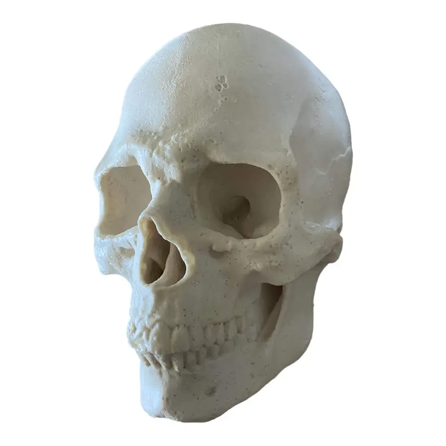 Flat Back Silicone Skull Mold – Pacific Mold Design